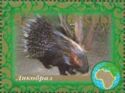 Crested Porcupine (Hystrix cristata)