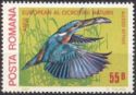 Common Kingfisher (Alcedo atthis)
