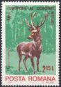 Red Deer (Cervus elaphus)