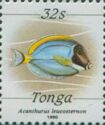 Powder-blue Surgeonfish (Acanthurus leucosternon)