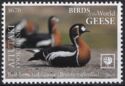 Red-Breasted Goose (Branta ruficollis)