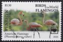 American Flamingo (Phoenicopterus ruber)