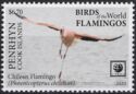 Chilean Flamingo (Phoenicopterus chilensis)