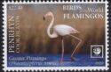 Greater Flamingo (Phoenicopterus roseus)