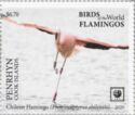 Chilean Flamingo (Phoenicopterus chilensis)