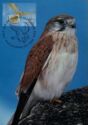 Nankeen Kestrel (Falco cenchroides)