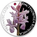 1 Dollar (Dactylorhiza Bohemica)