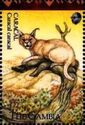 Caracal (Caracal caracal)