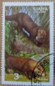 Mammals, Bush dog