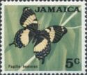 Jamaican Giant Swallowtail (Papilio homerus)