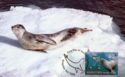 Leopard Seal (Hydrurga leptonyx)