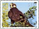 Lanner Falcon (Falco biarmicus)