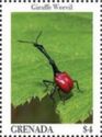 Giraffe weevil (Trachelophorus giraffa)