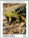 Lowland Streaked Tenrec (Hemicentetes semispinosus)