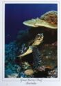 Great Barrier Reef. Sea Turtle