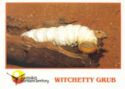 Witchetty Grub