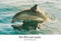 Dolphins - Port Pirie