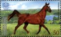 Trakehner Horse (Equus ferus caballus)