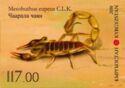 Lesser Asian Scorpion (Mesobuthus eupeus)