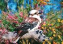 Kookaburra (genus Dacelo)