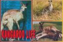 Kangaroo Life