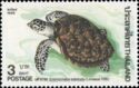 Hawksbill Turtle (Eretmochelys imbricata)