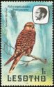 Greater Kestrel (Falco rupicoloides) 