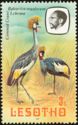 Crowned Crane (Balearica regulorum)