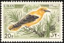 Golden Oriole (Oriolus oriolus)