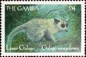 Northern Lesser Galago (Galago senegalensis)
