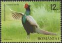 Hunting Pheasant (Phasianus colchicus)