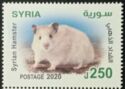 Syrian hamster (Mesocricetus auratus)