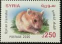 Syrian hamster (Mesocricetus auratus)