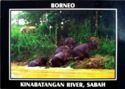 Kinabatangan River, Sabah