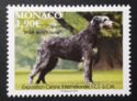 International Dog Show, Monaco : Irish Wolfhound