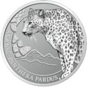 2 Apsars (Central Asian leopard)
