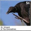 Black Vulture (Coragyps atratus)