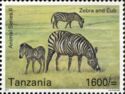 Zebra and Cub
