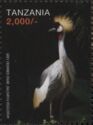 Grey Crowned Crane (Balearica regulorum)