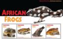 African Frogs