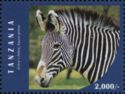 Grevy's Zebra (Equus grevyi)