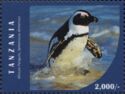 African Penguin (Spheniscus demersus)