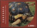 Radiated Tortoise (Astrochelys radiata)
