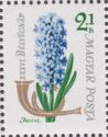 Common Hyacinth (Hyacinthus orientalis)