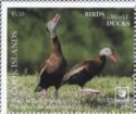 Black-Bellied Whistling Duck (Dendrocygna autumnalis)