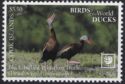 Black-Bellied Whistling Duck (Dendrocygna autumnalis)