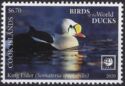 King Eider (Somateria spectabilis)