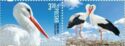White Stork (Ciconia ciconia) + Label