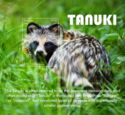 Tanuki (Nyctereutes viverrinus)