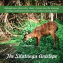 Sitatunga Antelope (Tragelaphus spekii)